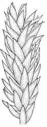 Entodon plicatus, branch detail. Drawn from B.H. Macmillan 84/51, CHR 506854.
 Image: R.C. Wagstaff © Landcare Research 2014 
